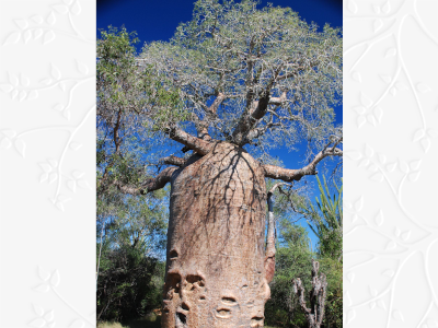 Adansonia rubrostipa BD source